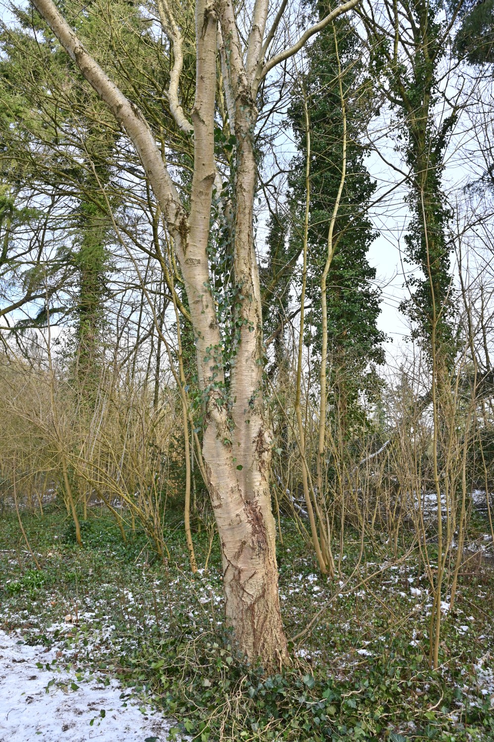 Betula alleghaniensis - Parkfriedhof Eichhof, Kronshagen - Februar 2025