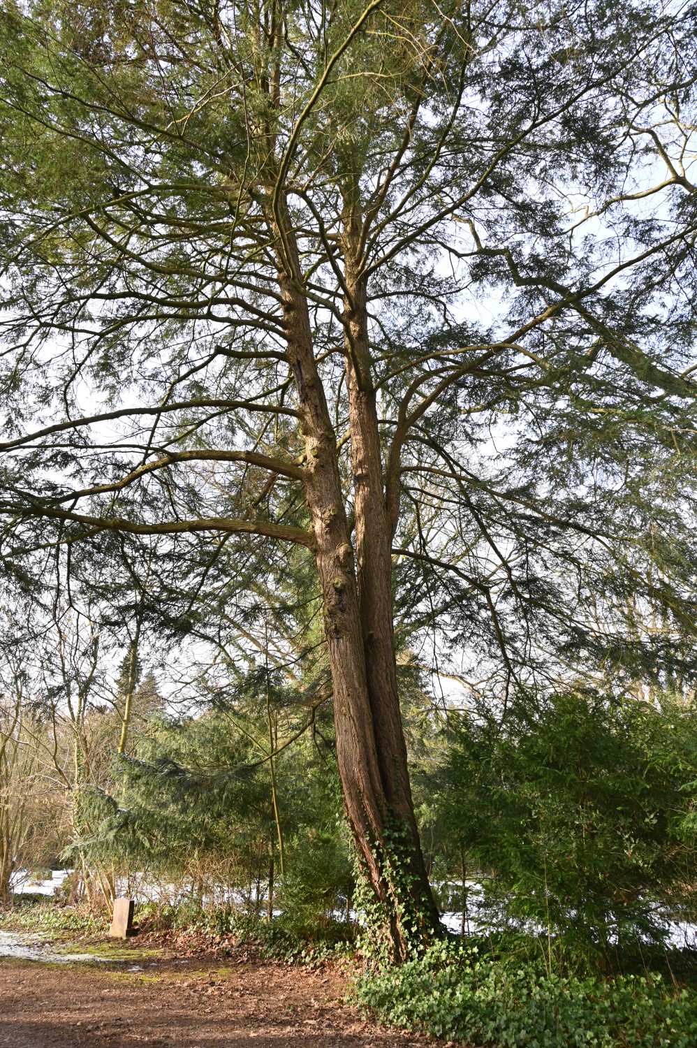 Tsuga canadensis - Parkfriedhof Eichhof, Kronshagen - Februar 2025