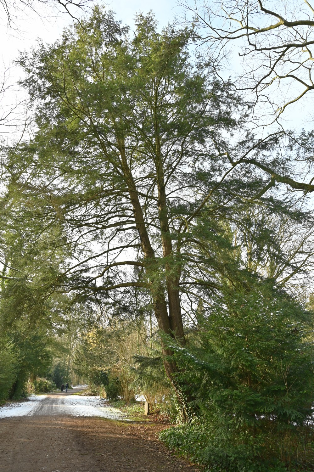 Tsuga canadensis - Parkfriedhof Eichhof, Kronshagen - Februar 2025