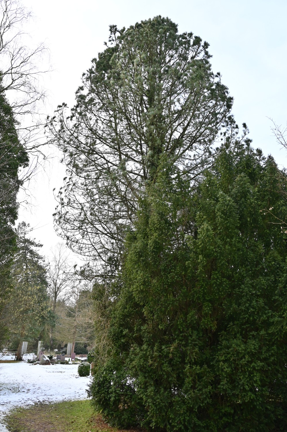 cembra Pinus