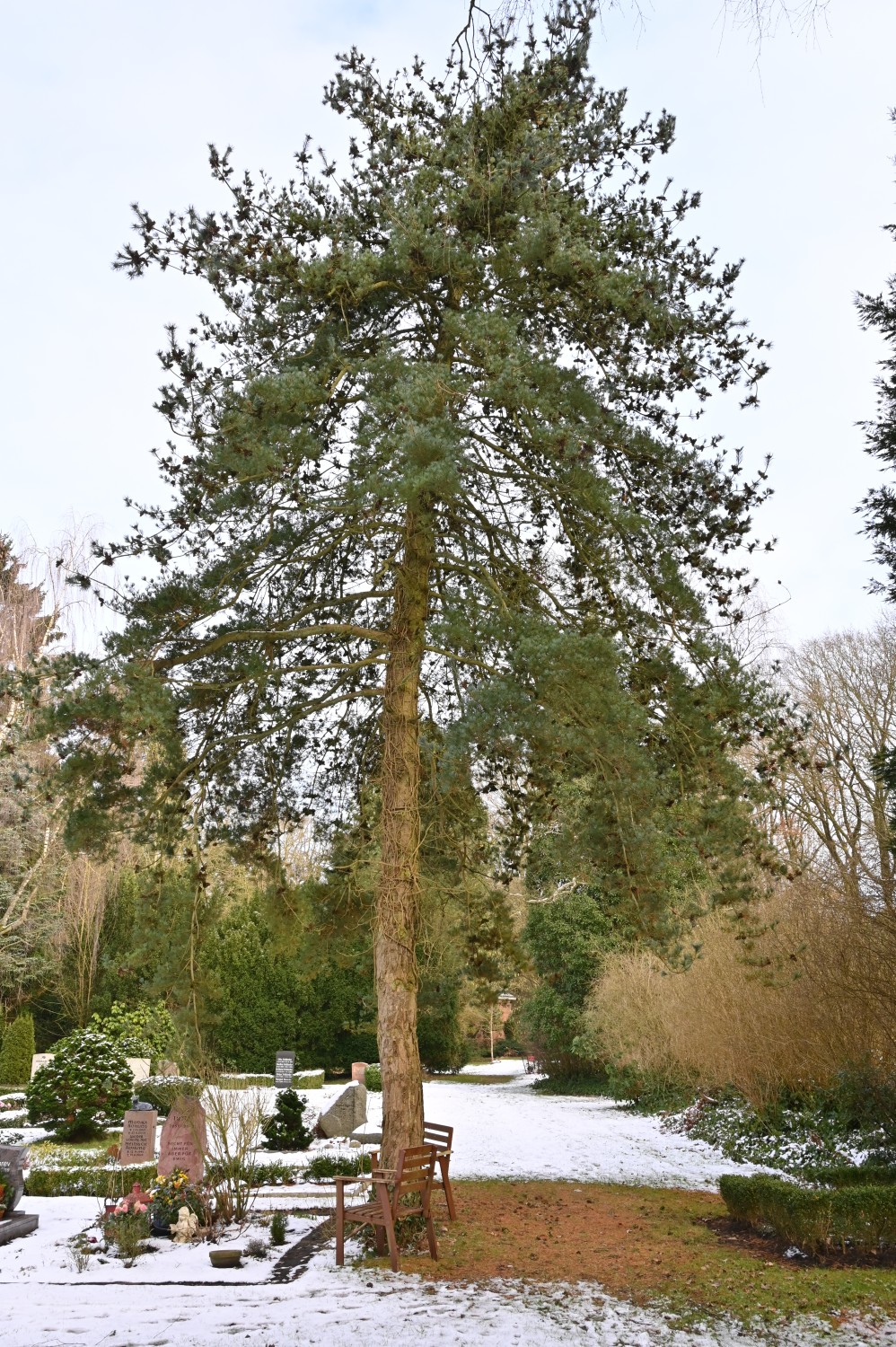 parviflora Pinus