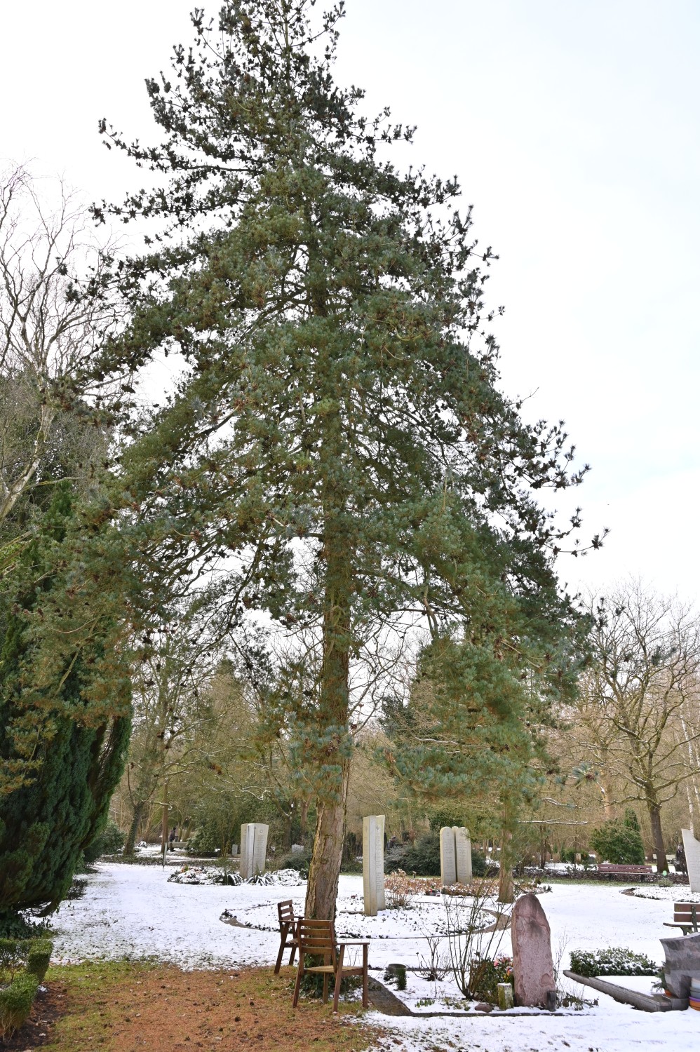 Pinus parviflora - Parkfriedhof Eichhof, Kronshagen - Februar 2025
