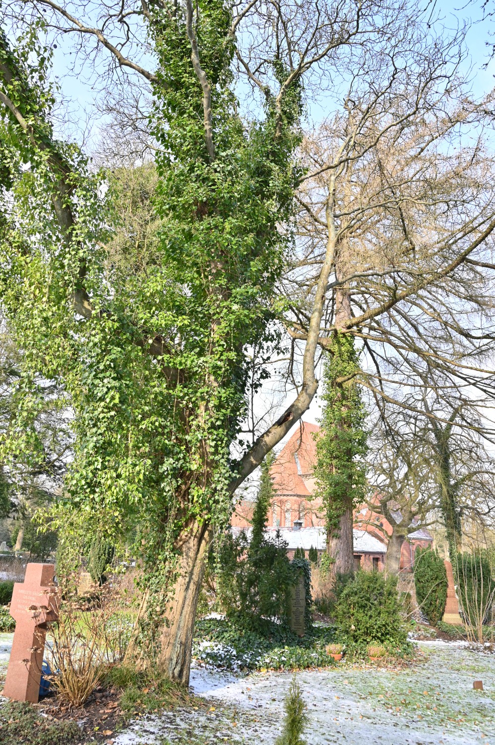 intermedia Sorbus
