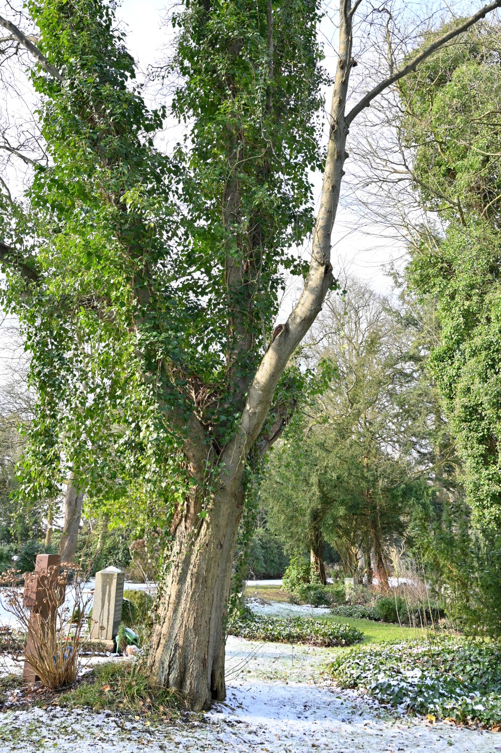 Sorbus intermedia - Parkfriedhof Eichhof, Kronshagen - Februar 2025