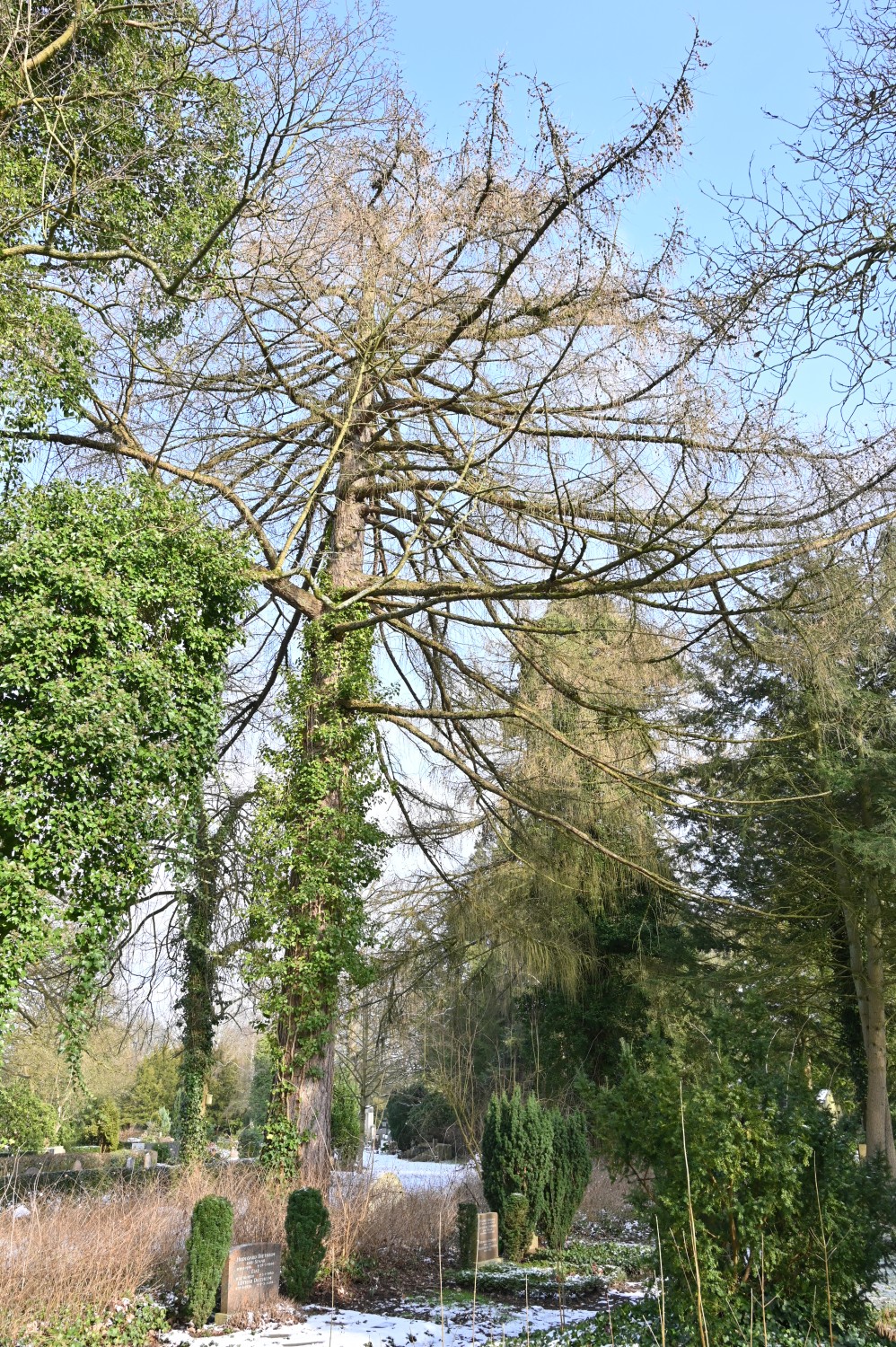 decidua Larix