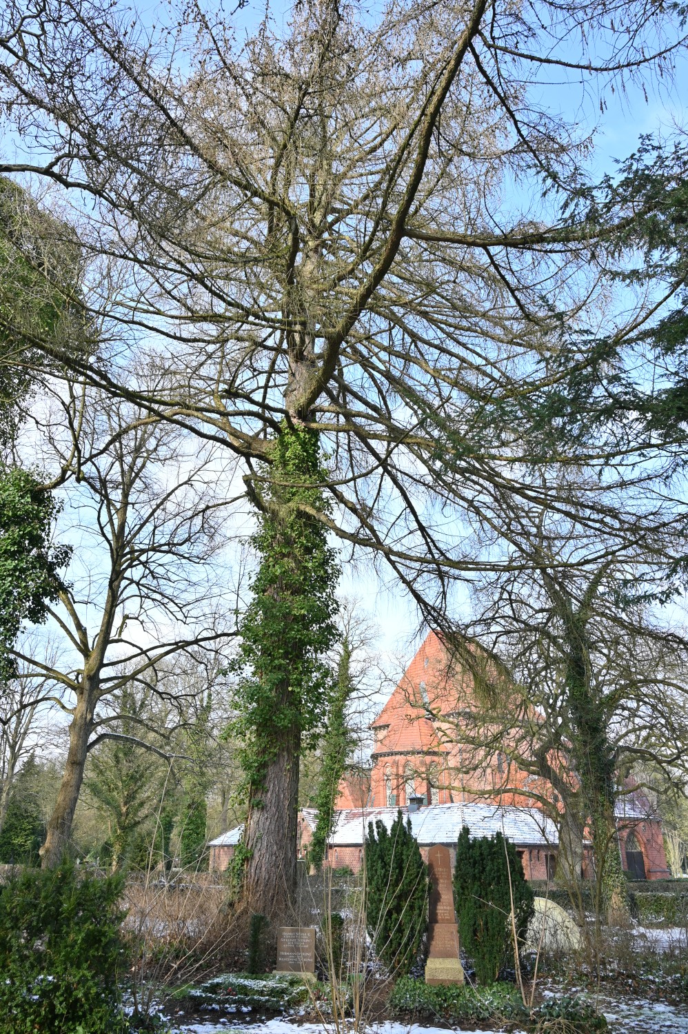 Larix decidua - Parkfriedhof Eichhof, Kronshagen - Februar 2025