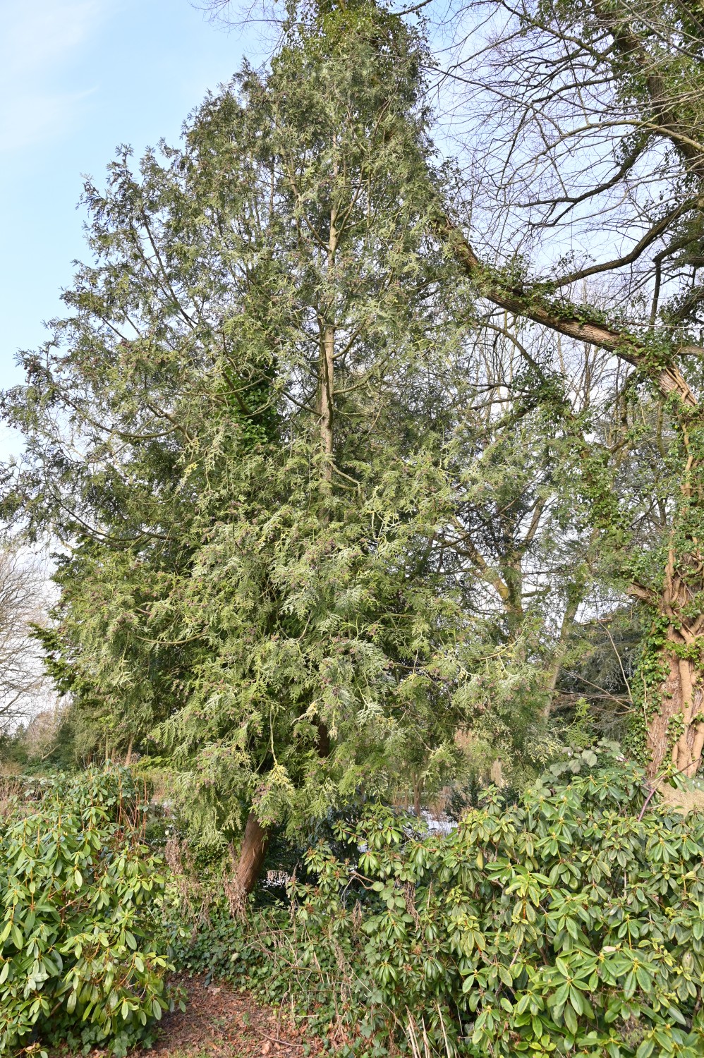 Thujopsis dolabrata - Parkfriedhof Eichhof, Kronshagen - Februar 2025