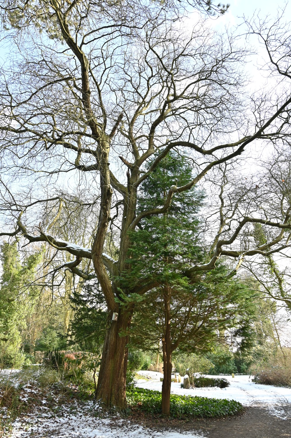 latifolia Sorbus