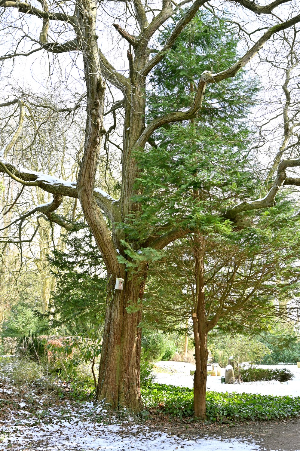 Sorbus latifolia - Parkfriedhof Eichhof, Kronshagen - Februar 2025