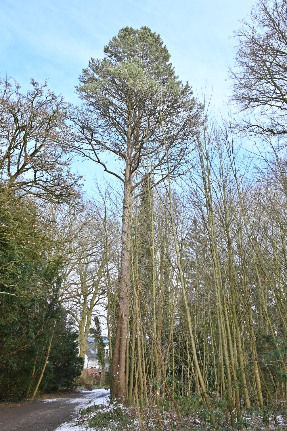 Pinus contorta - Parkfriedhof Eichhof, Kronshagen - Februar 2025