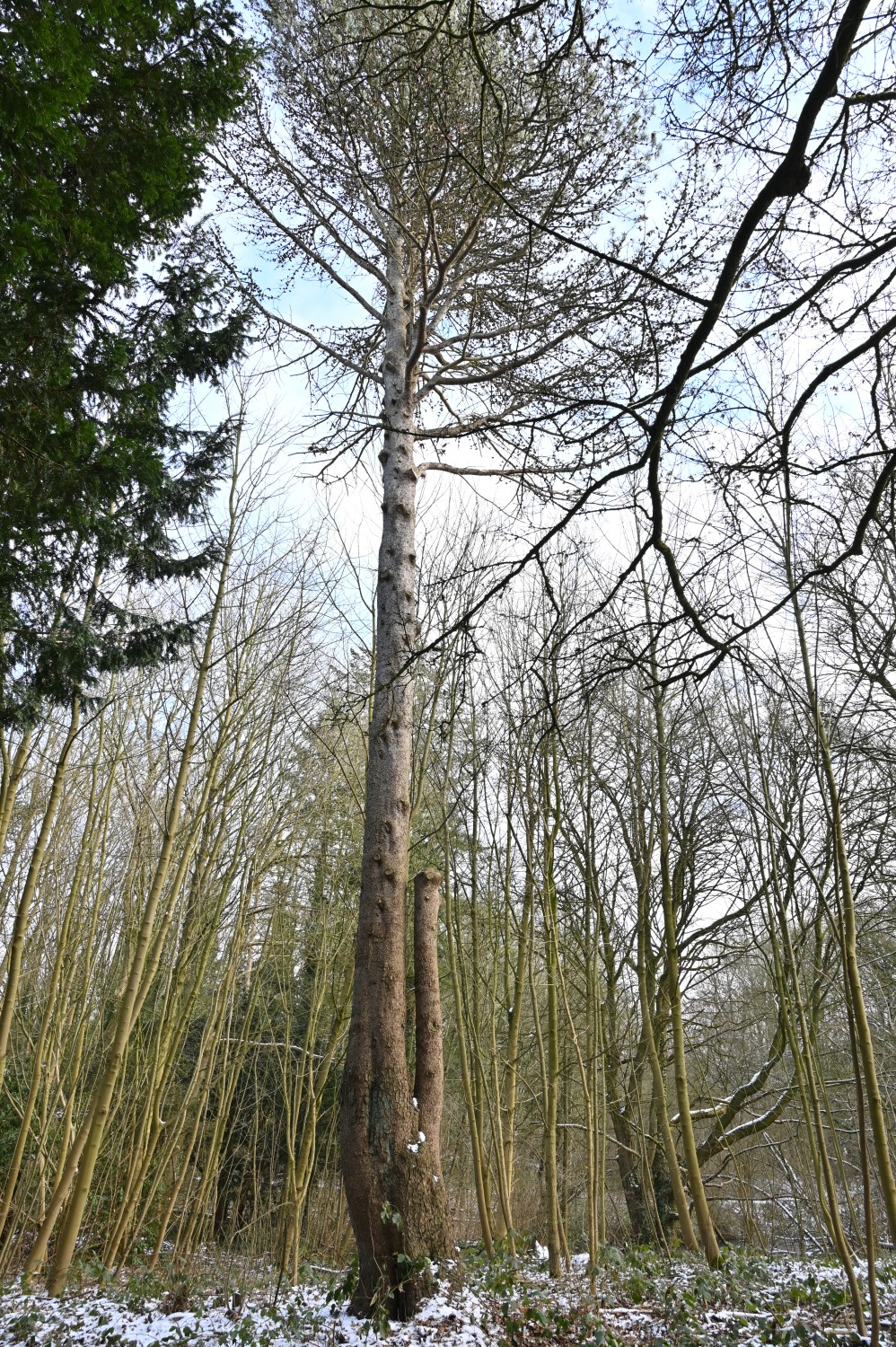 Pinus contorta - Parkfriedhof Eichhof, Kronshagen - Februar 2025