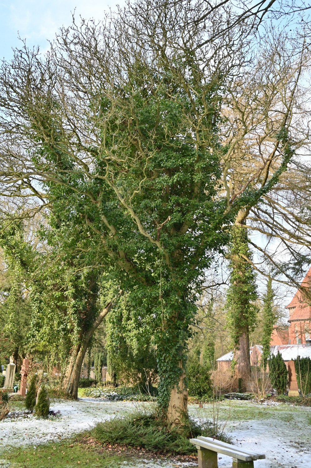 Fraxinus ornus