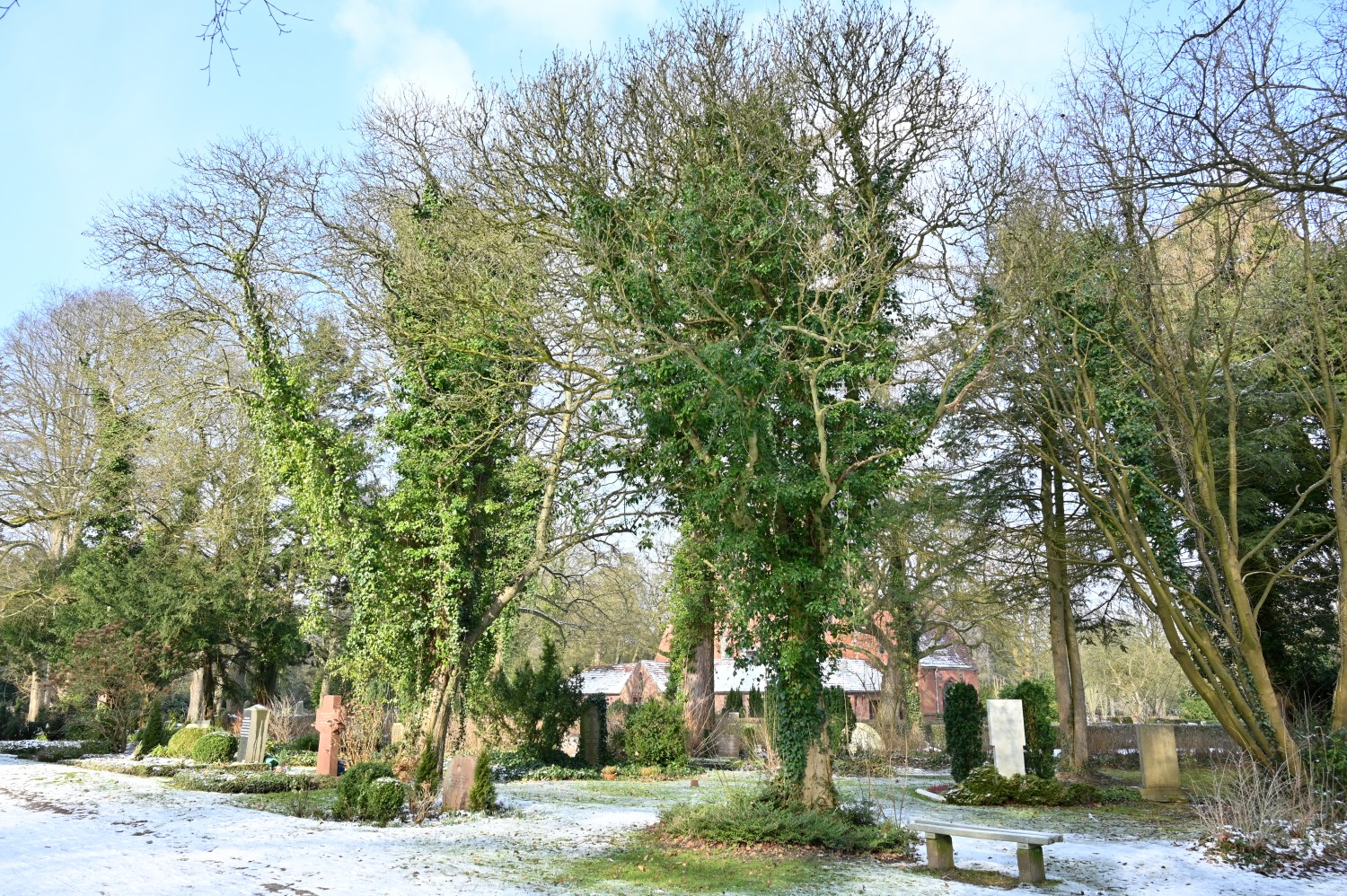 Fraxinus ornus - Parkfriedhof Eichhof, Kronshagen - Februar 2025