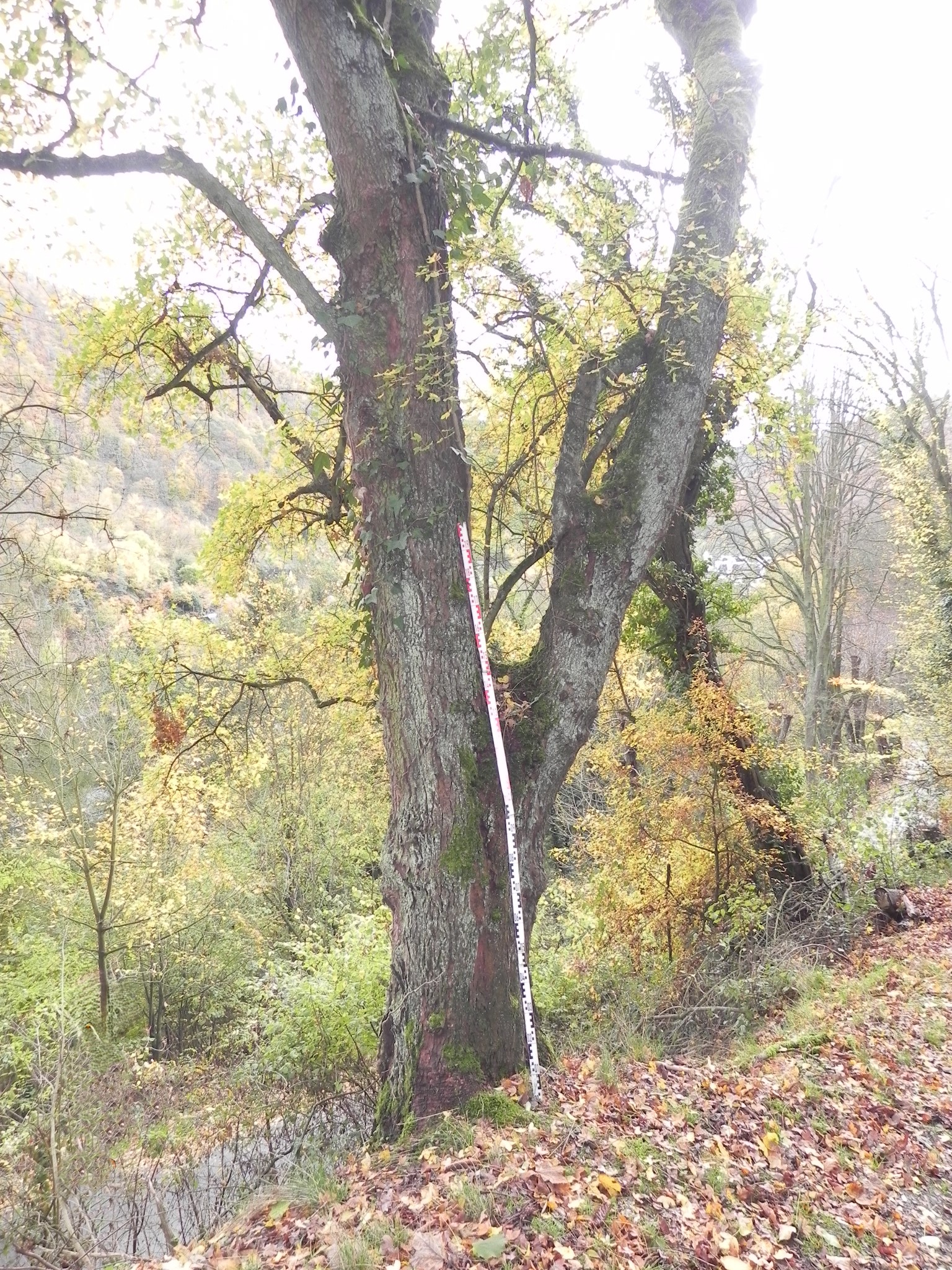 Acer monspessulanum, Stammansicht mit 2 m-Messstab - Braubach - Nov. 2025