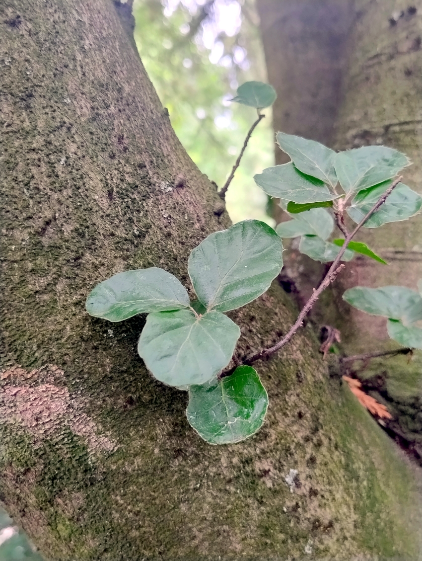 Fagus sylvatica 'Rotundifolia' - Bot. Garten Erlangen - Juli 2025