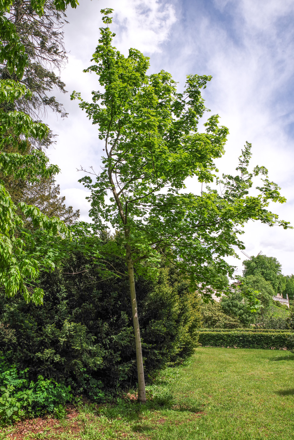 'Lorbergii' Acer platanoides