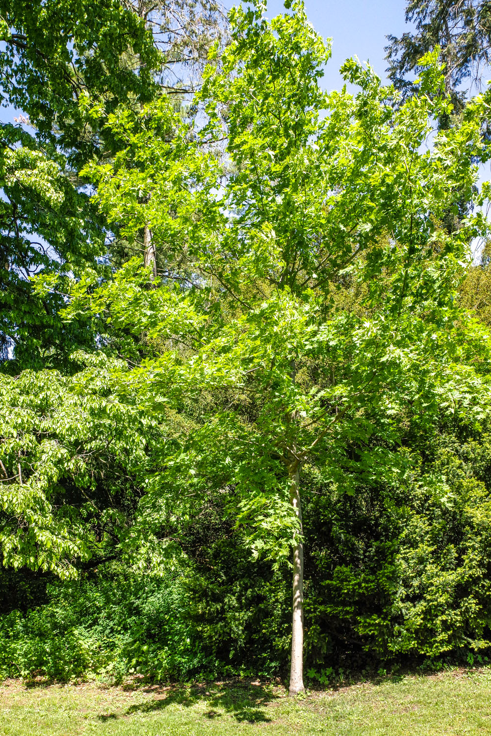 Acer platanoides 'Lorbergii' - Potsdam, Park Sanssouci - Mai 2021