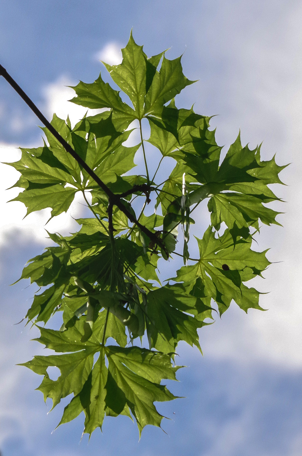 Acer platanoides 'Lorbergii' - Potsdam, Park Sanssouci - Mai 2021