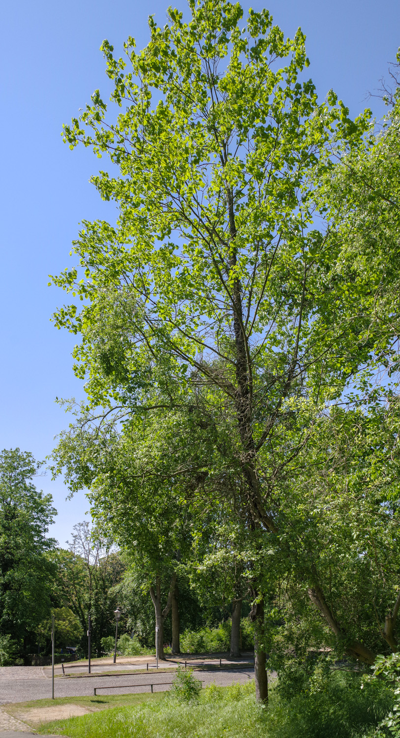 'Cucullatum' Acer platanoides