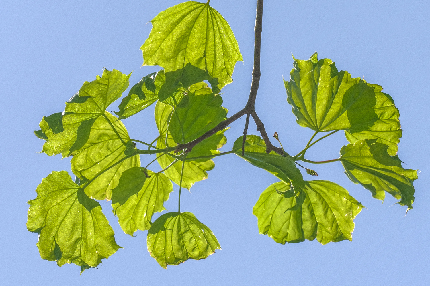 Acer platanoides 'Cucullatum' - Potsdam, Park Sanssouci - Mai 2021