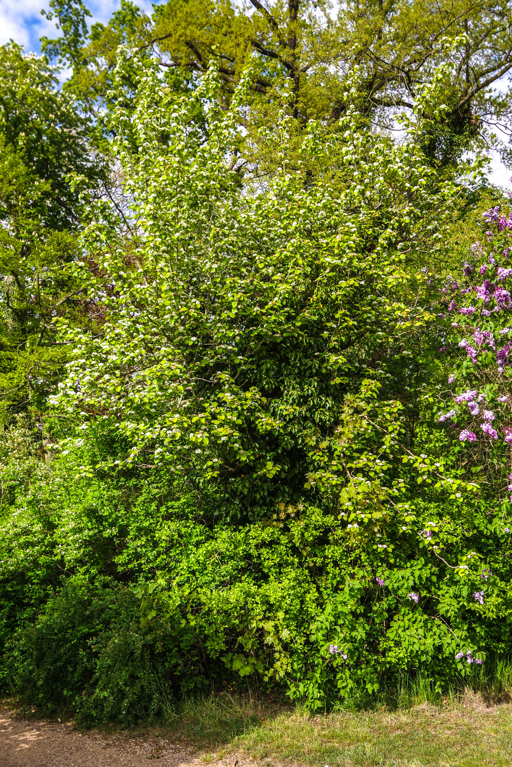 coccinea Crataegus