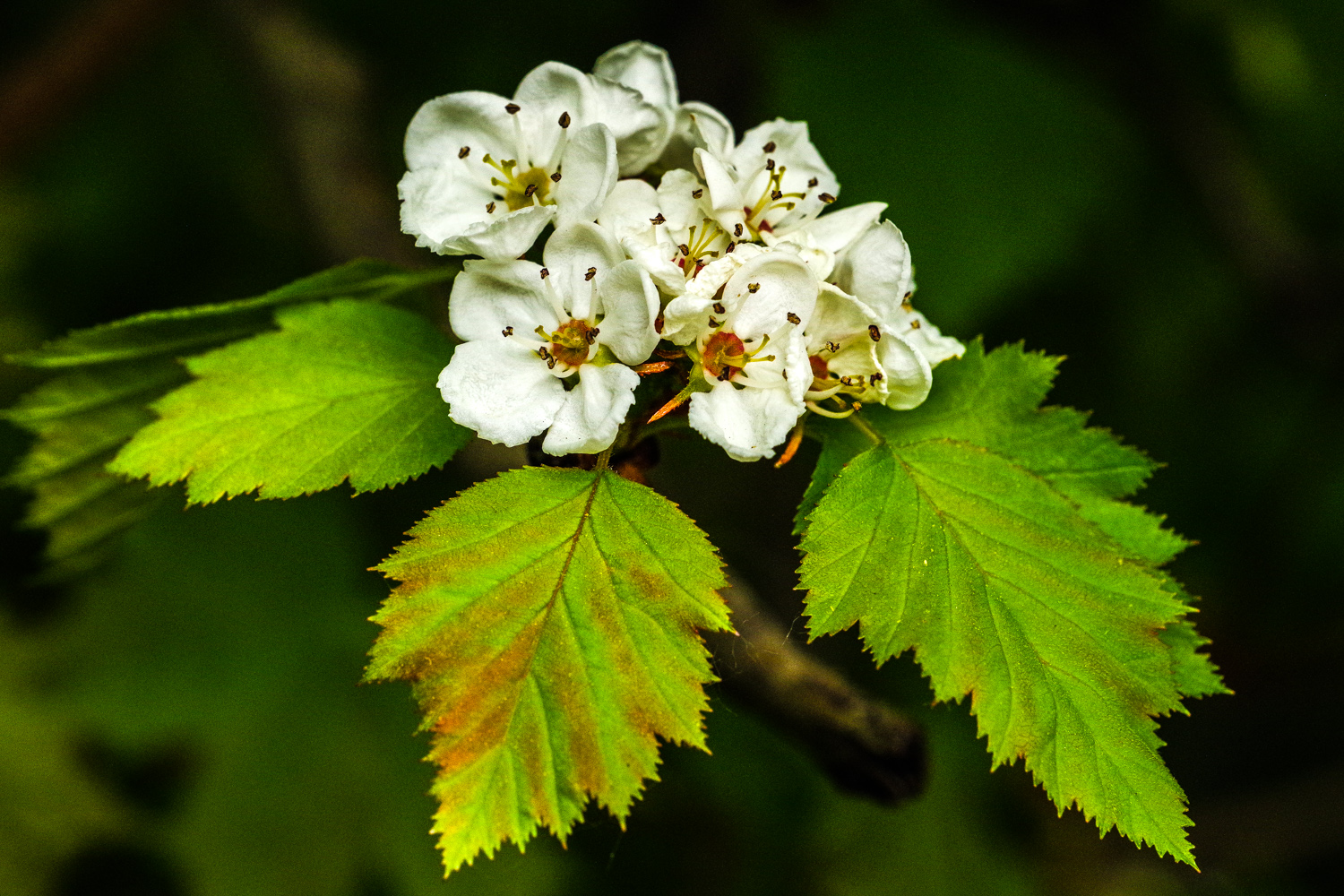 Crataegus coccinea - Potsdam, Park Sanssouci - Mai 2022