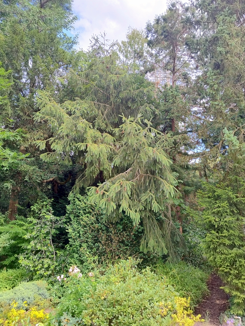 Picea brachytyla - Bot. Garten Erlangen - Juli 2025