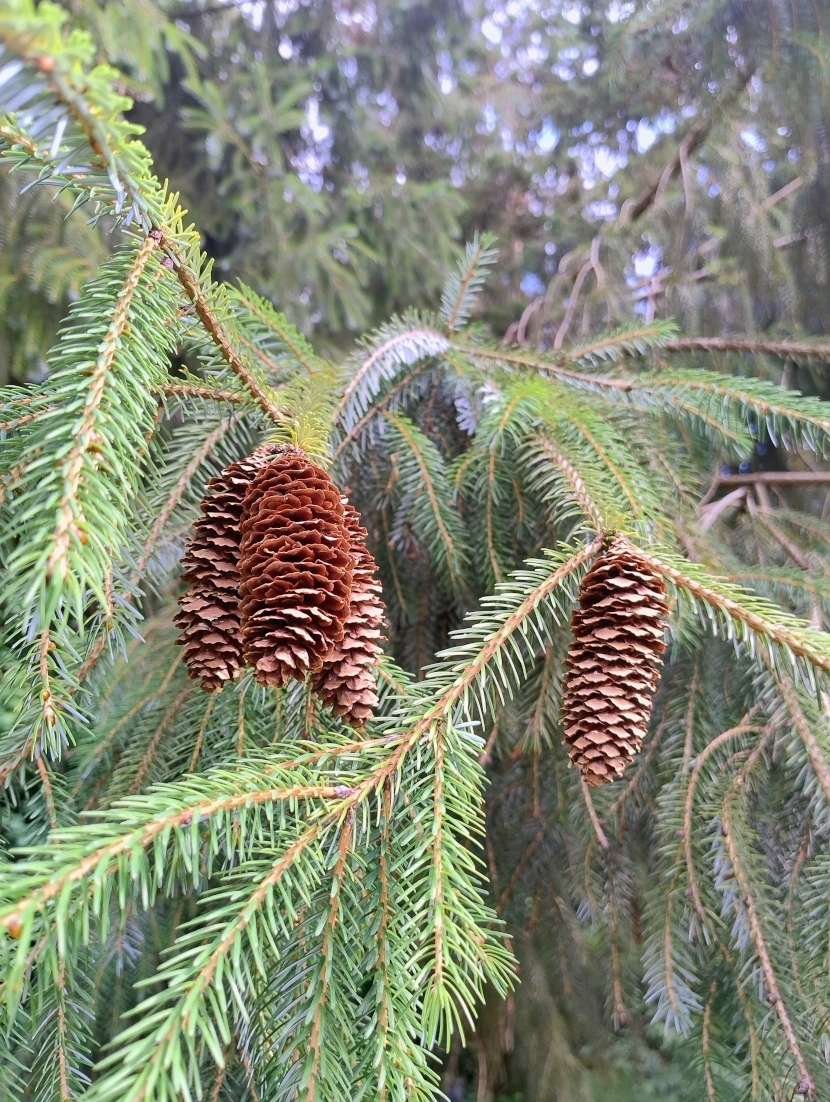Picea brachytyla - Bot. Garten Erlangen - Juli 2025