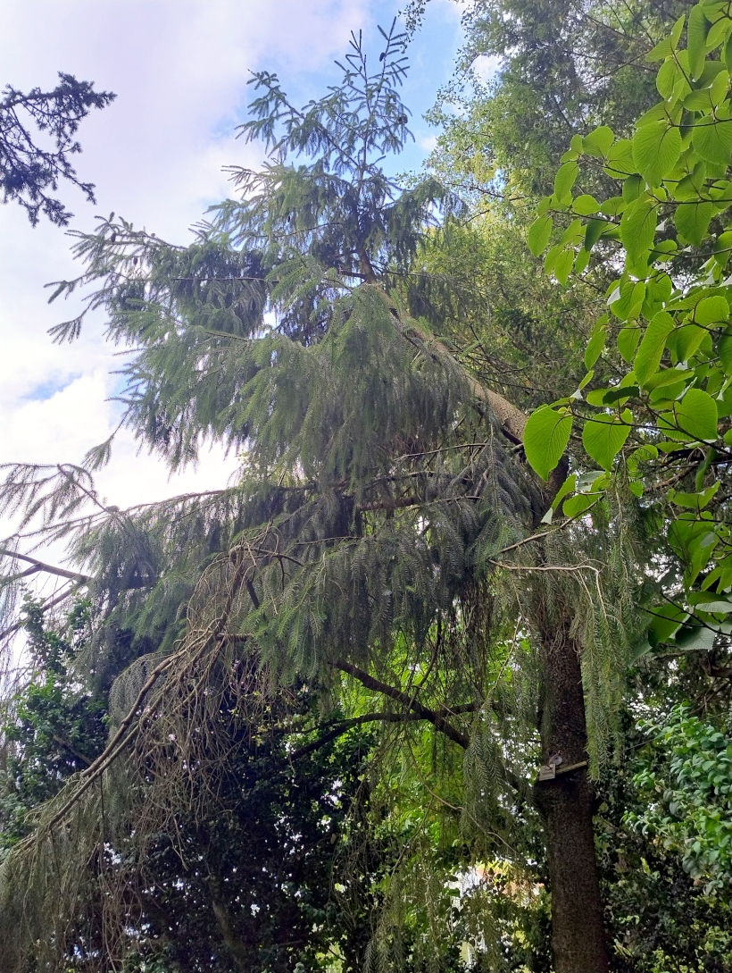 Picea brachytyla - Bot. Garten Erlangen - Juli 2025