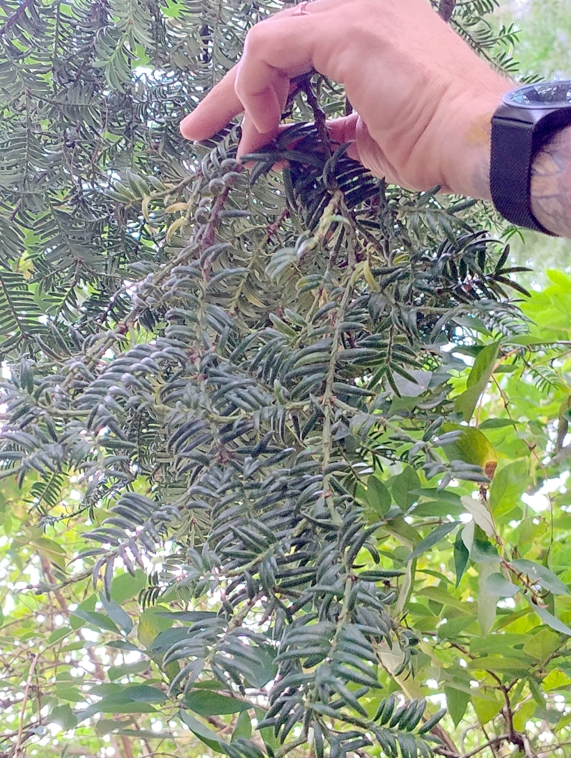 Torreya nucifera - Bot. Garten Erlangen - Juli 2025