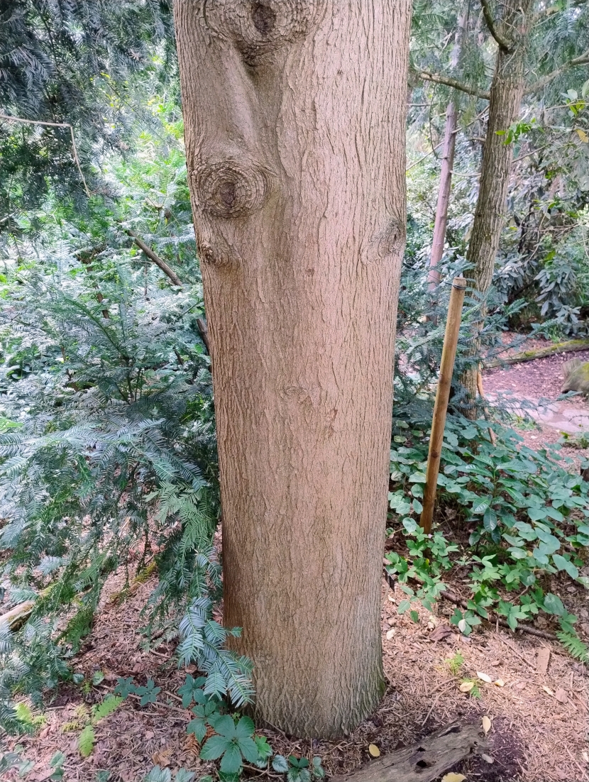 Torreya grandis 'Merillii' - Bot. Garten Erlangen - Juli 2025