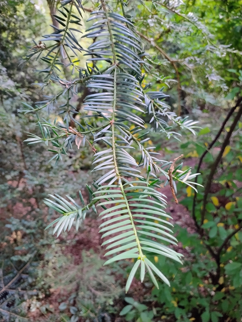 Torreya grandis 'Merillii' - Bot. Garten Erlangen - Juli 2025