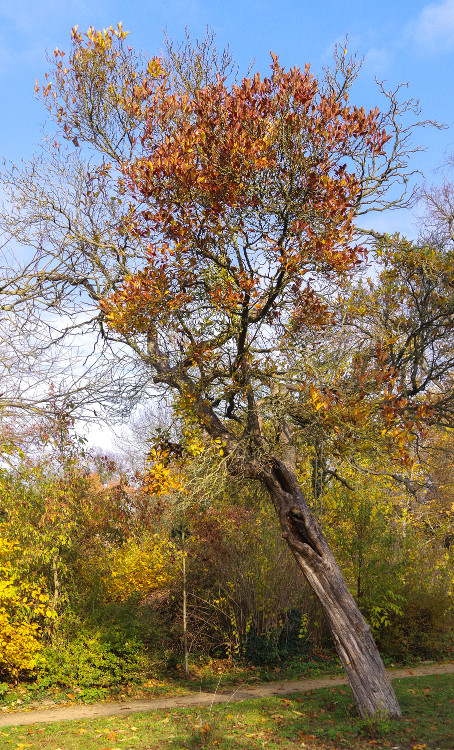 × lavallei Crataegus