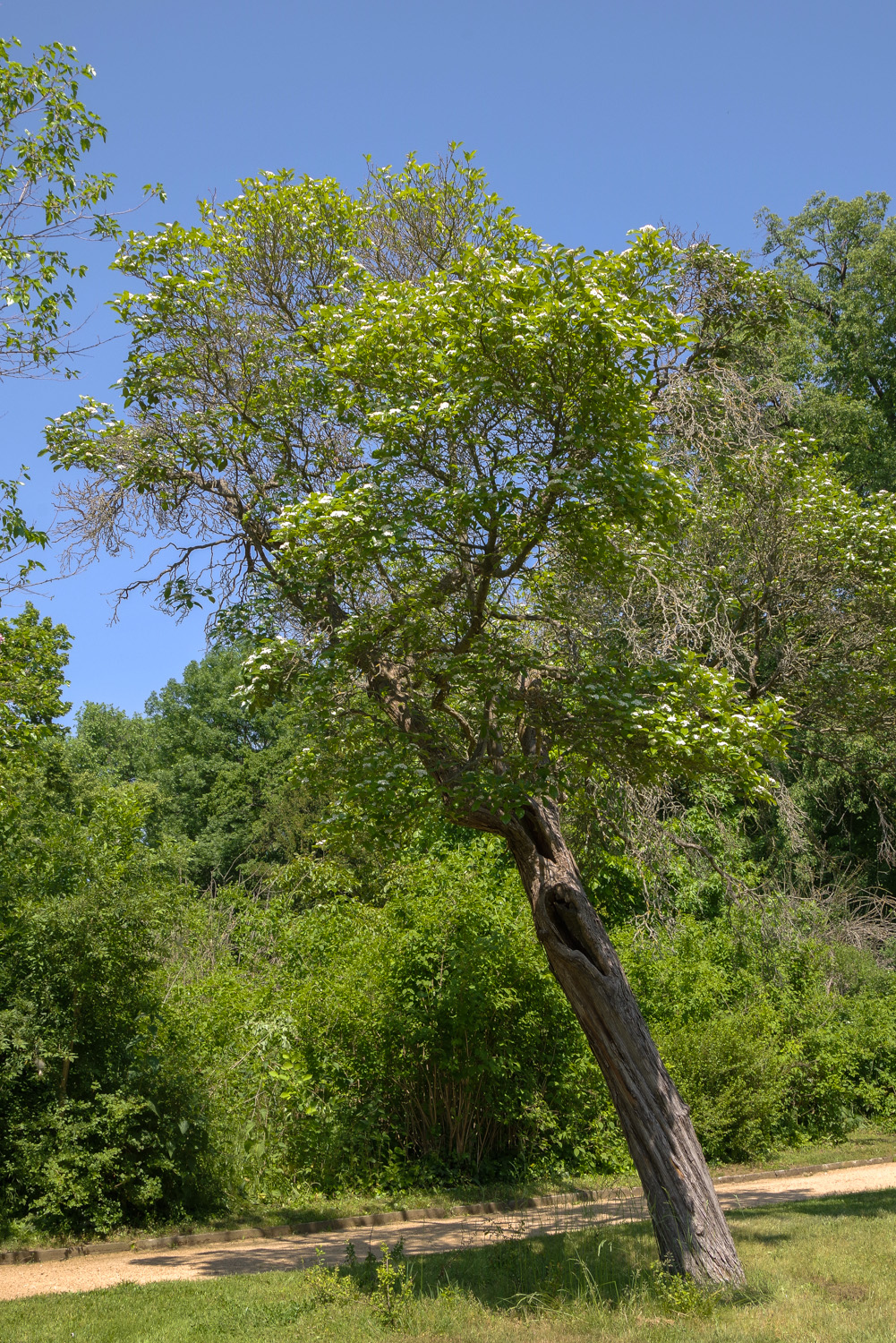 Crataegus × lavallei - Potsdam, Park Sanssouci - Juni 2021