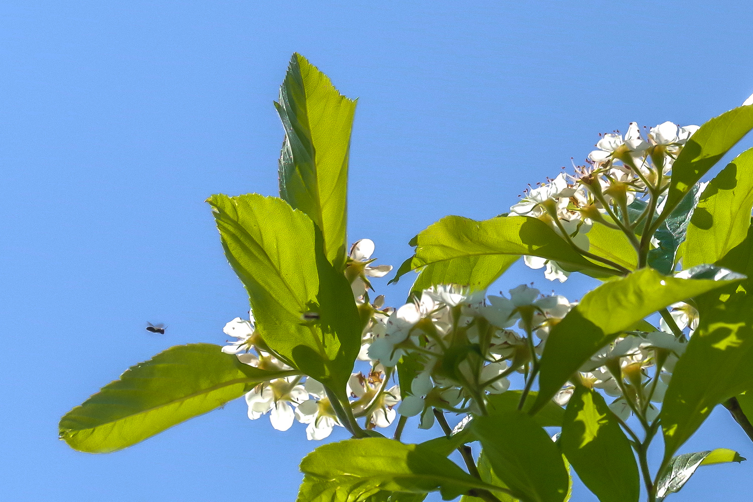 Crataegus × lavallei - Potsdam, Park Sanssouci - Juni 2021
