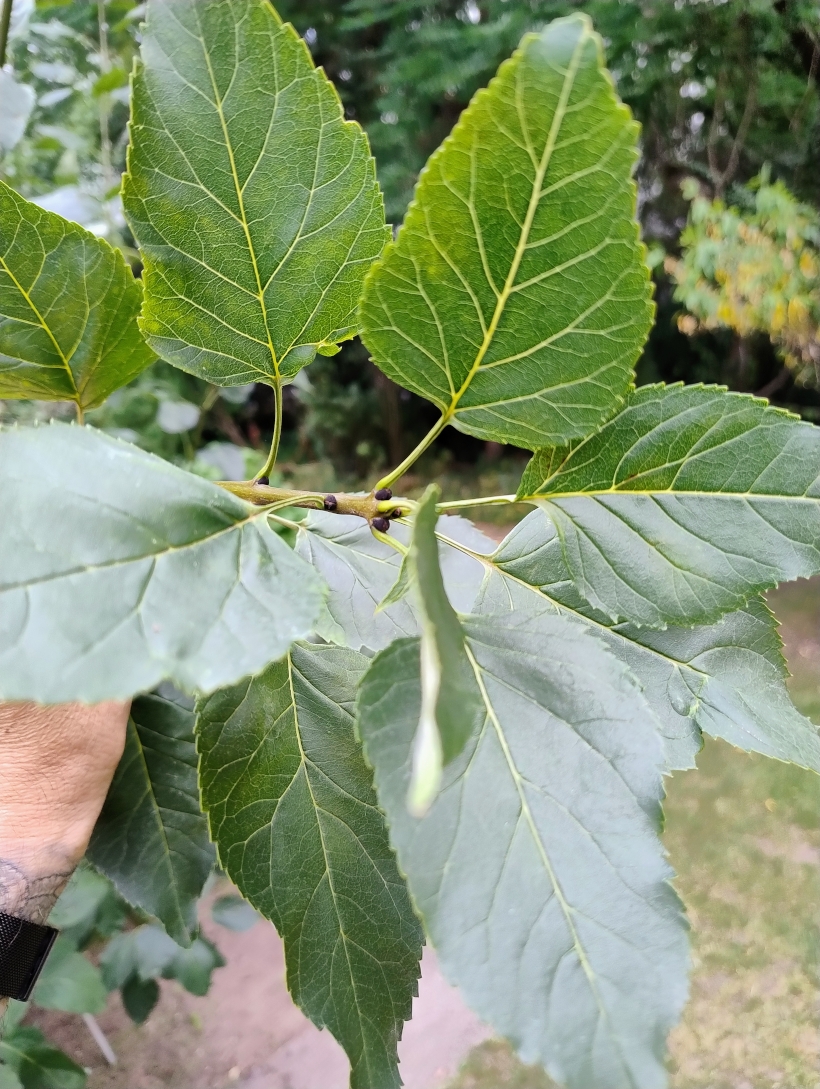 Fraxinus excelsior 'Diversifolia' - Bot. Garten Erlangen - Juli 2025