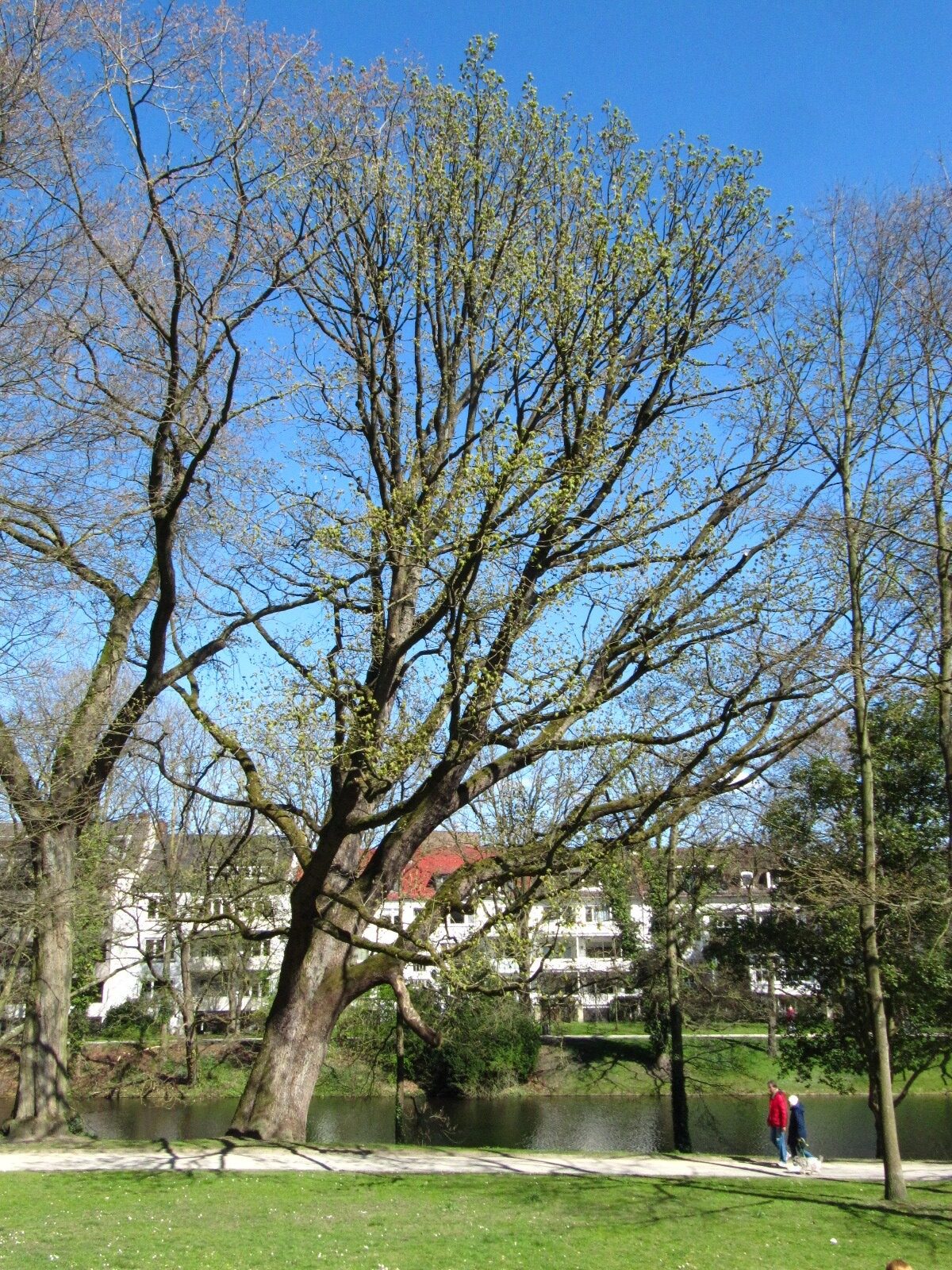 Quercus frainetto - Bremen-Mitte - April 2025