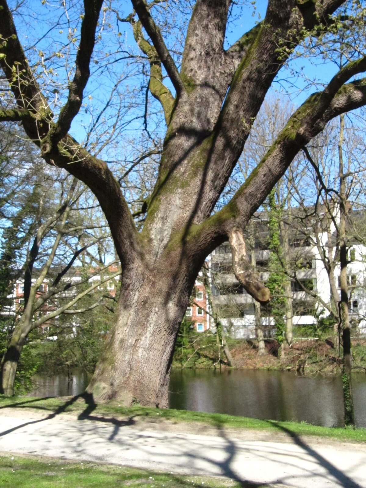 Quercus frainetto - Bremen-Mitte - April 2025