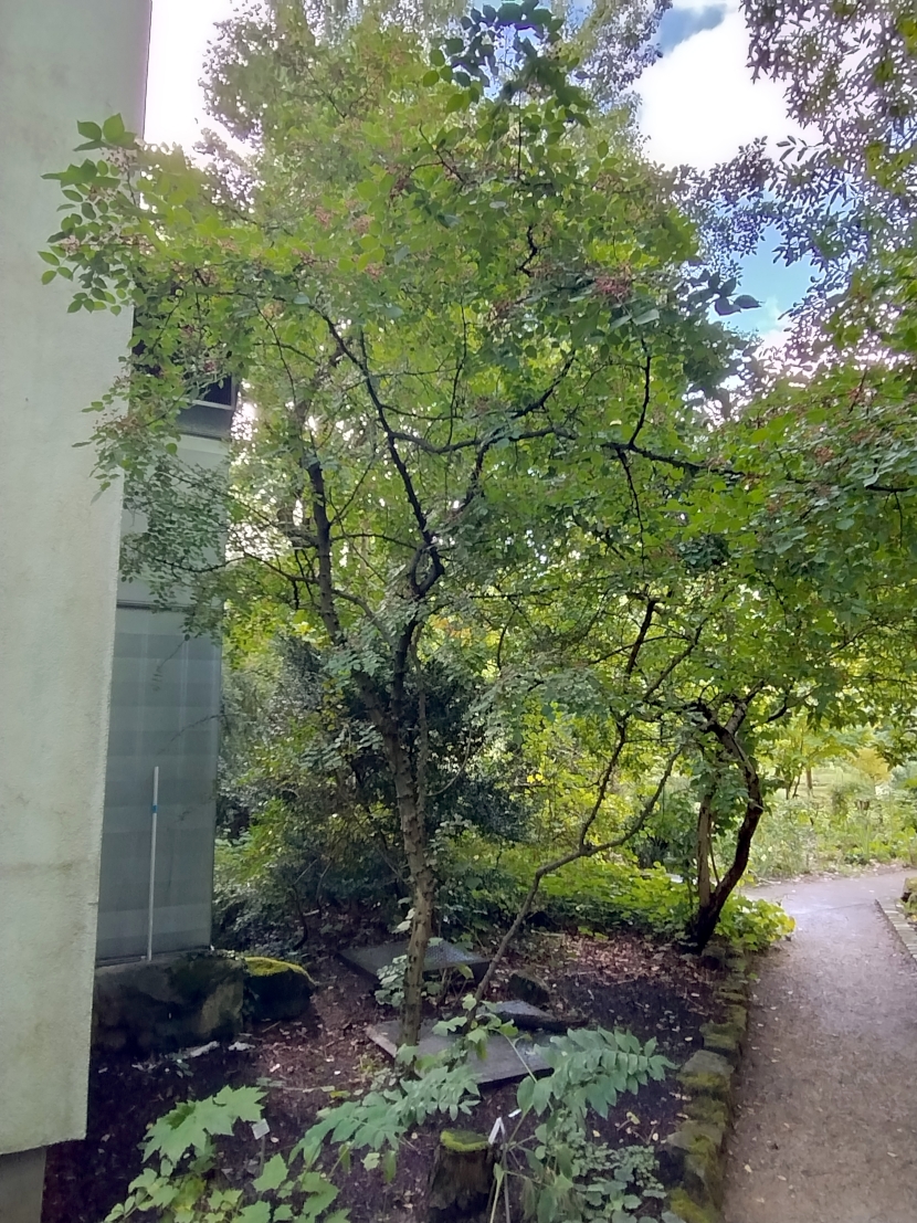 Zanthoxylum americanum - Bot. Garten Erlangen - Sept. 2025