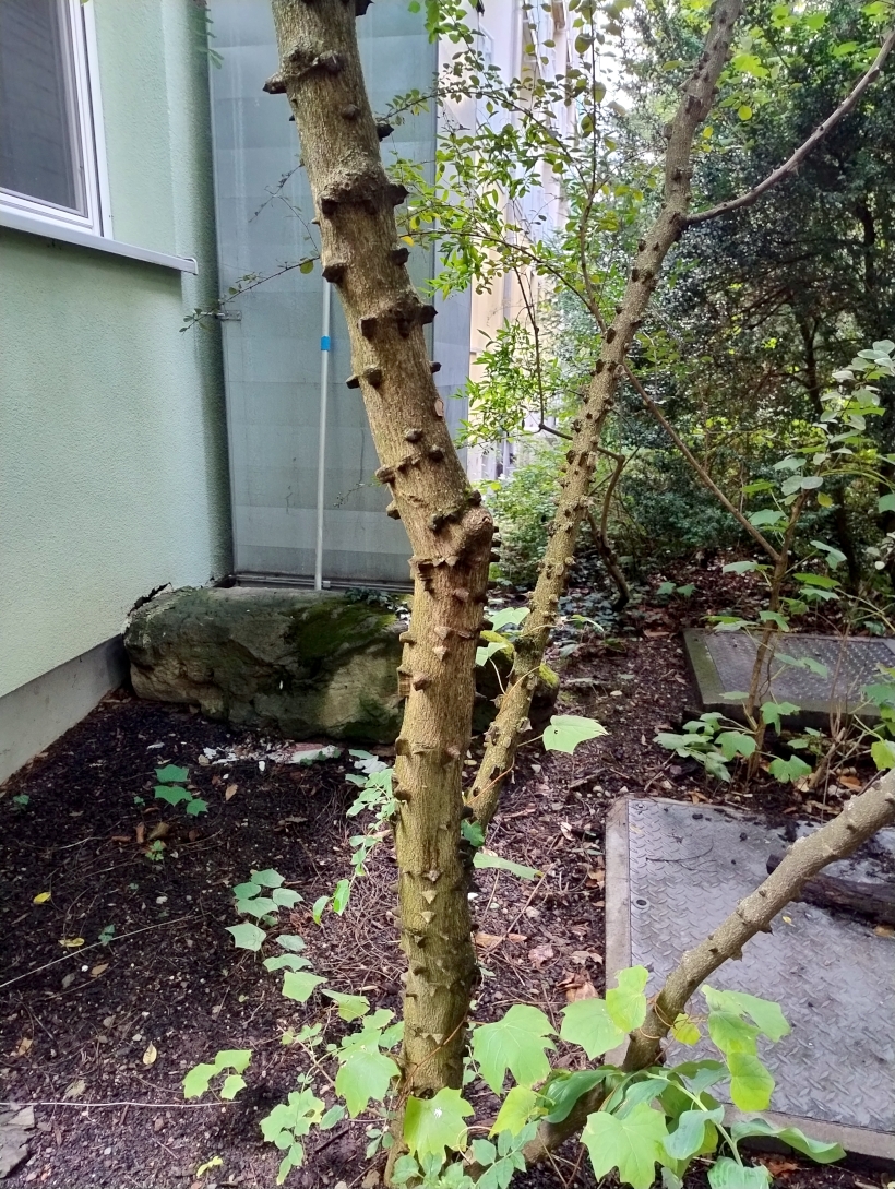 Zanthoxylum americanum - Bot. Garten Erlangen - Sept. 2025