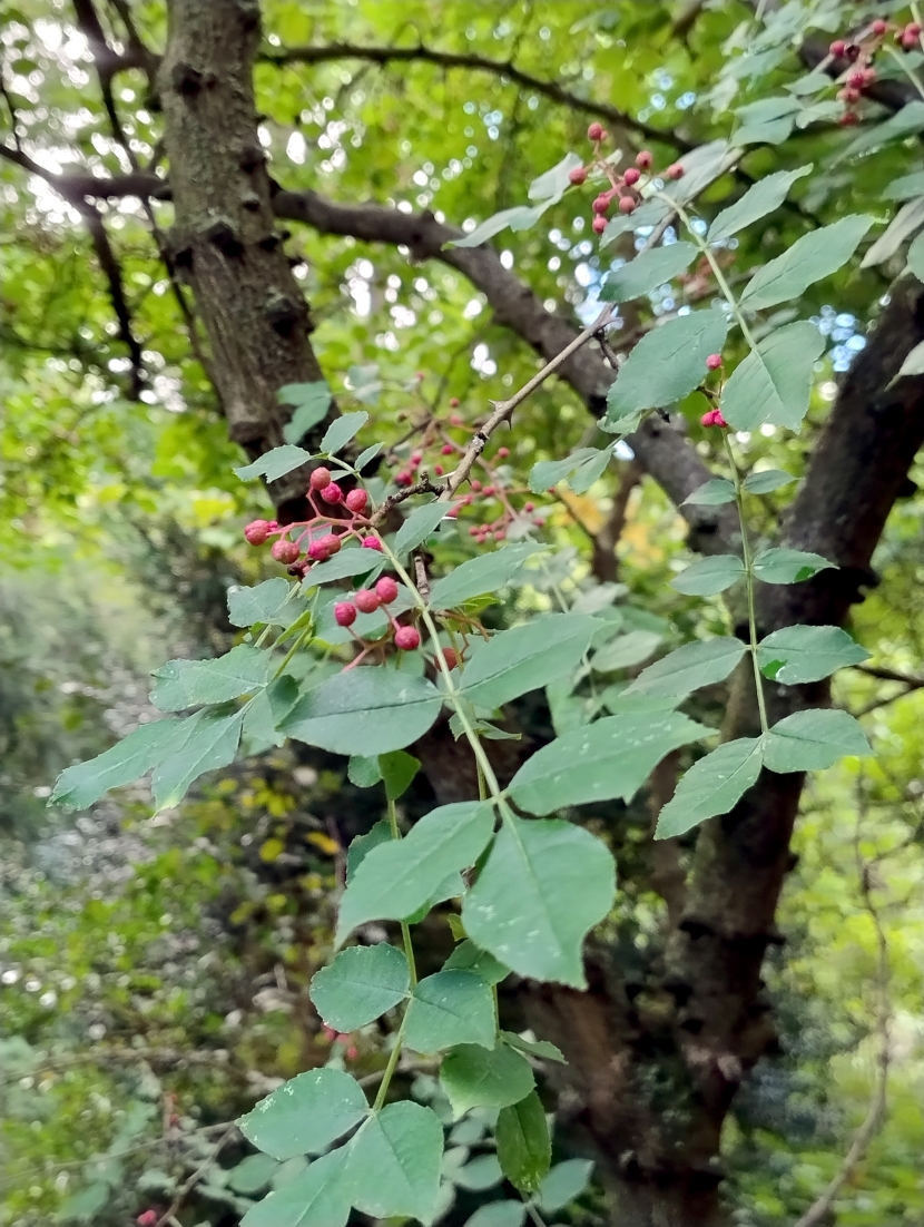 Zanthoxylum americanum - Bot. Garten Erlangen - Sept. 2025