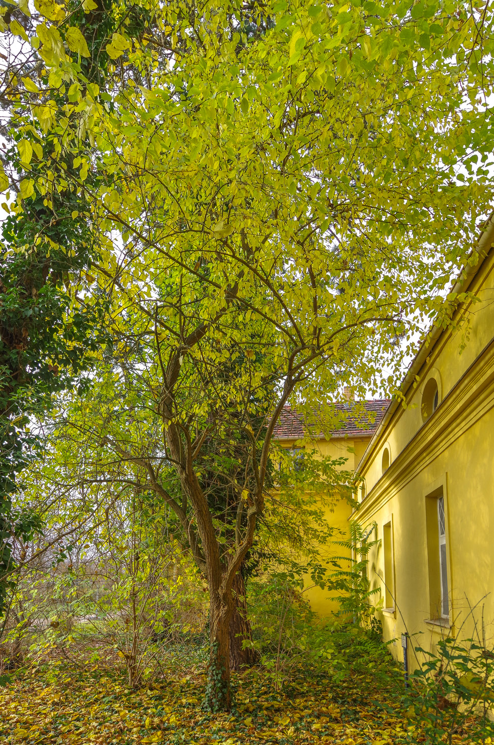Maclura pomifera