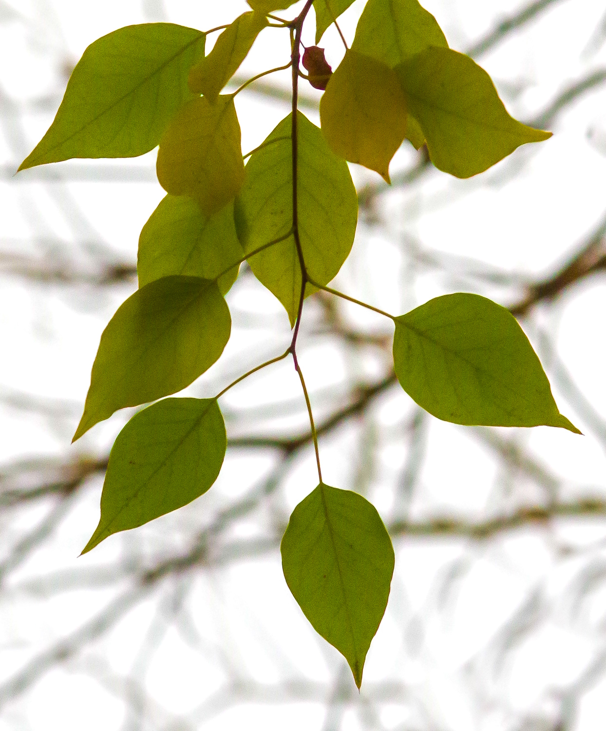 Maclura pomifera - Potsdam, Park Sanssouci - Nov. 2025