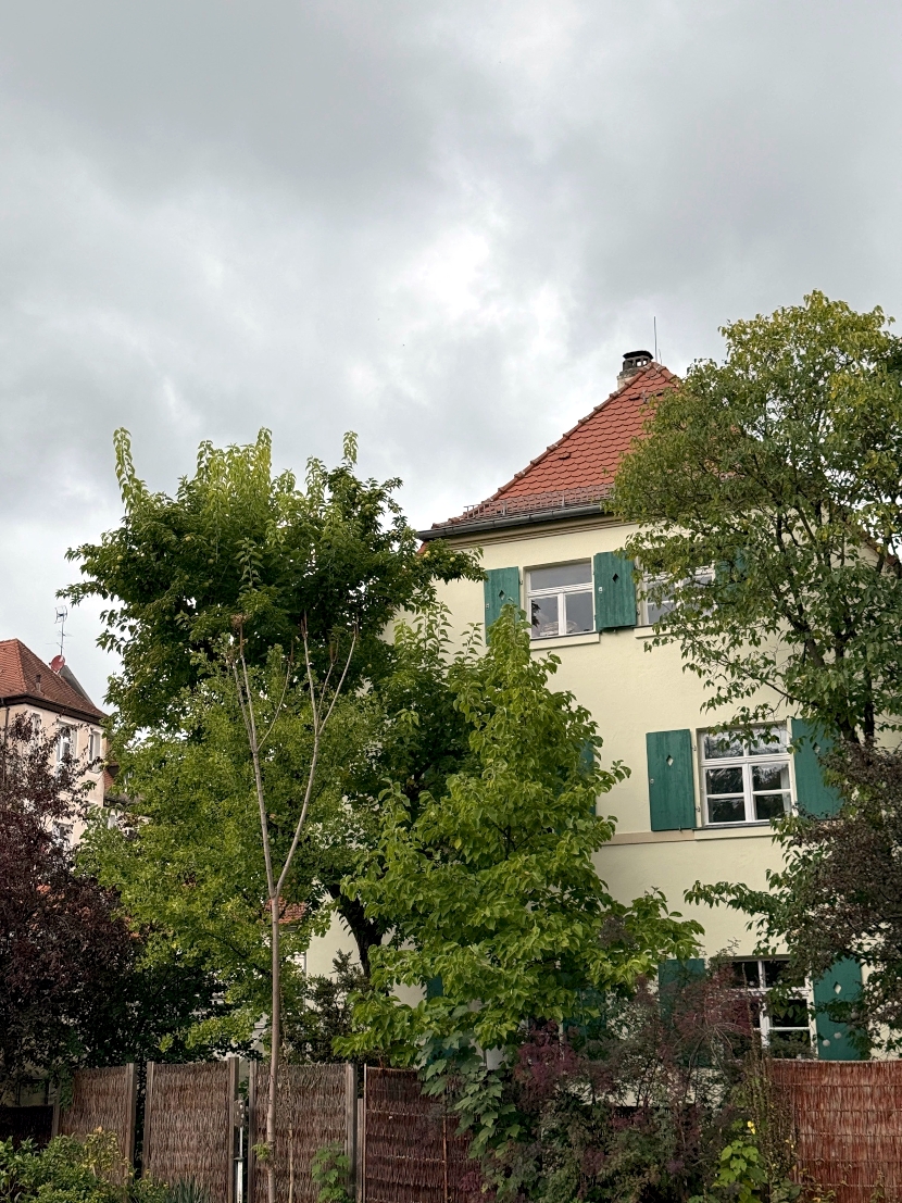 Maclura pomifera - Bot. Garten Erlangen - Okt. 2025