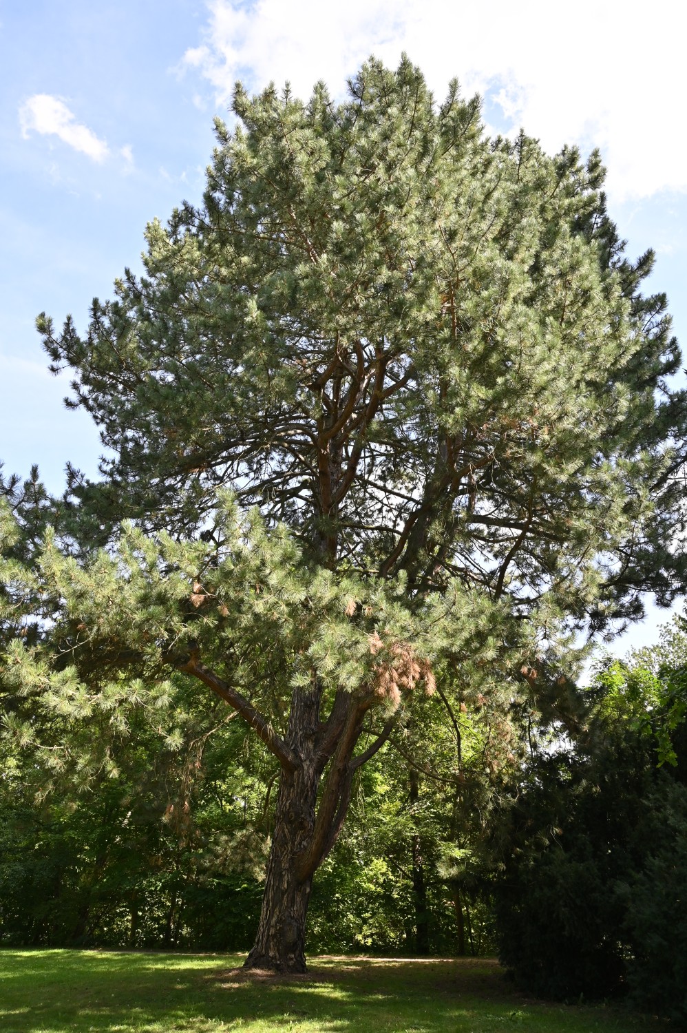 nigra Pinus