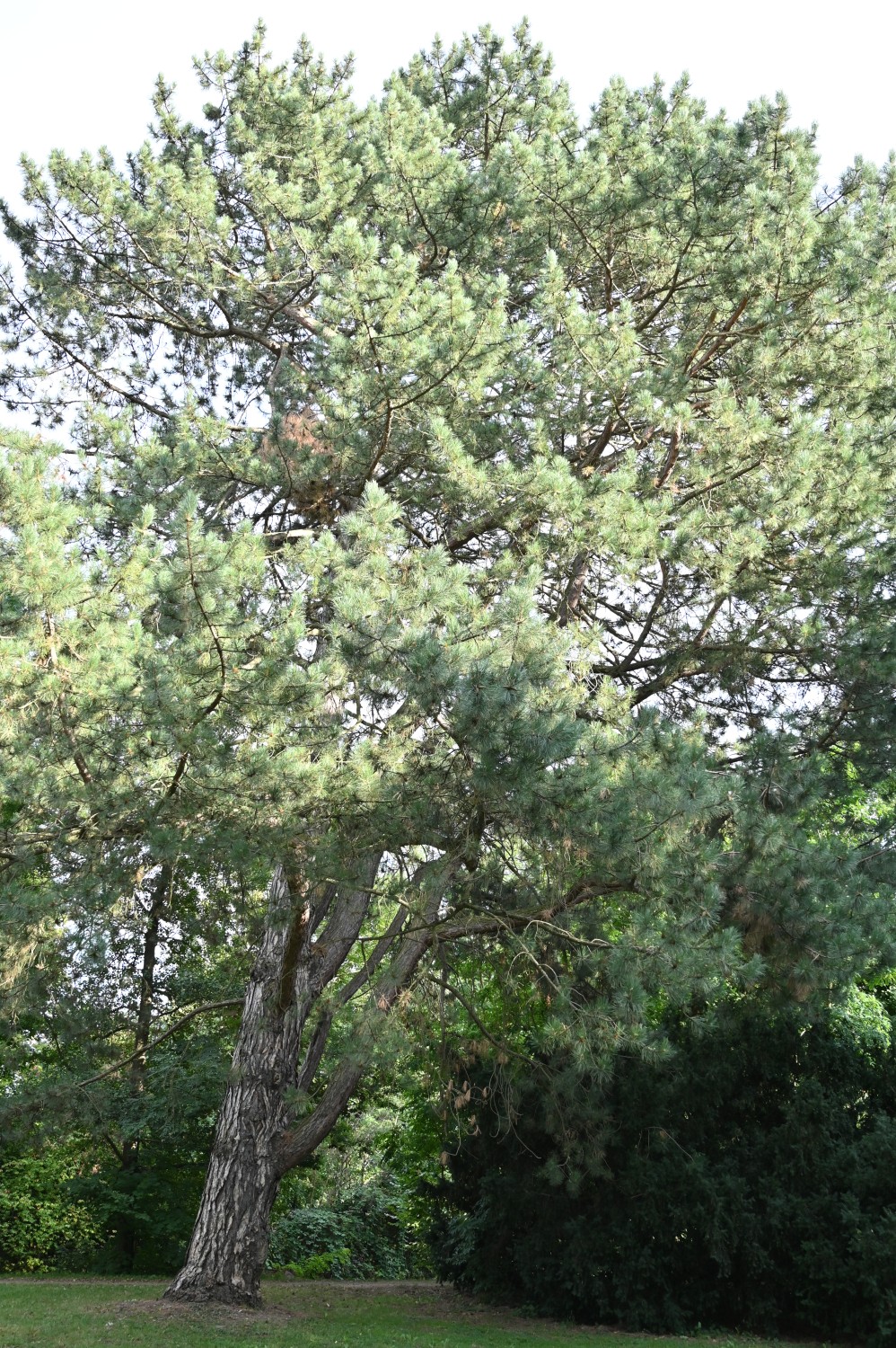 Pinus nigra - Quedlinburg, Brühlpark - September 2025