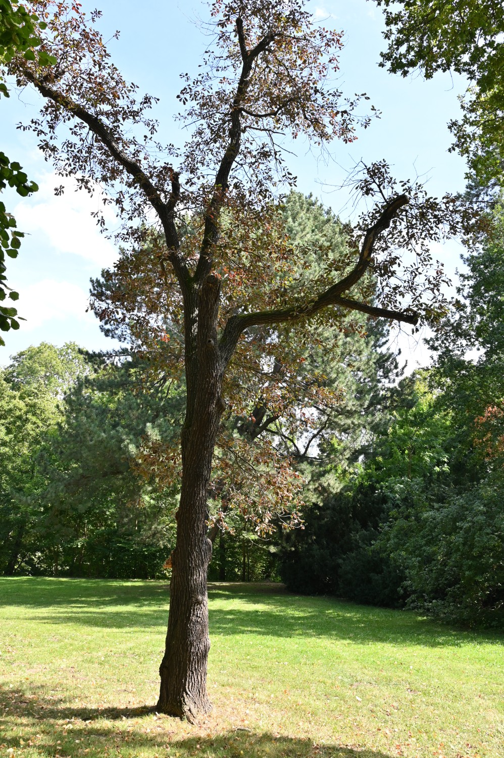 'Purpurea' petraea Quercus