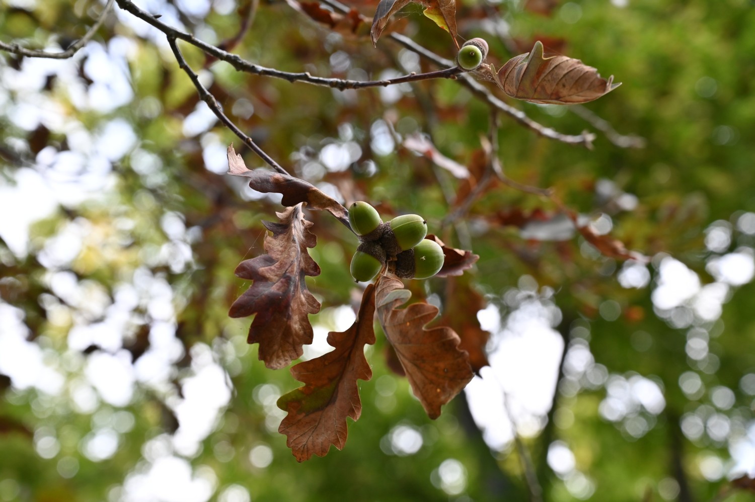 Quercus petraea 'Purpurea' - Quedlinburg, Brühlpark - September 2025