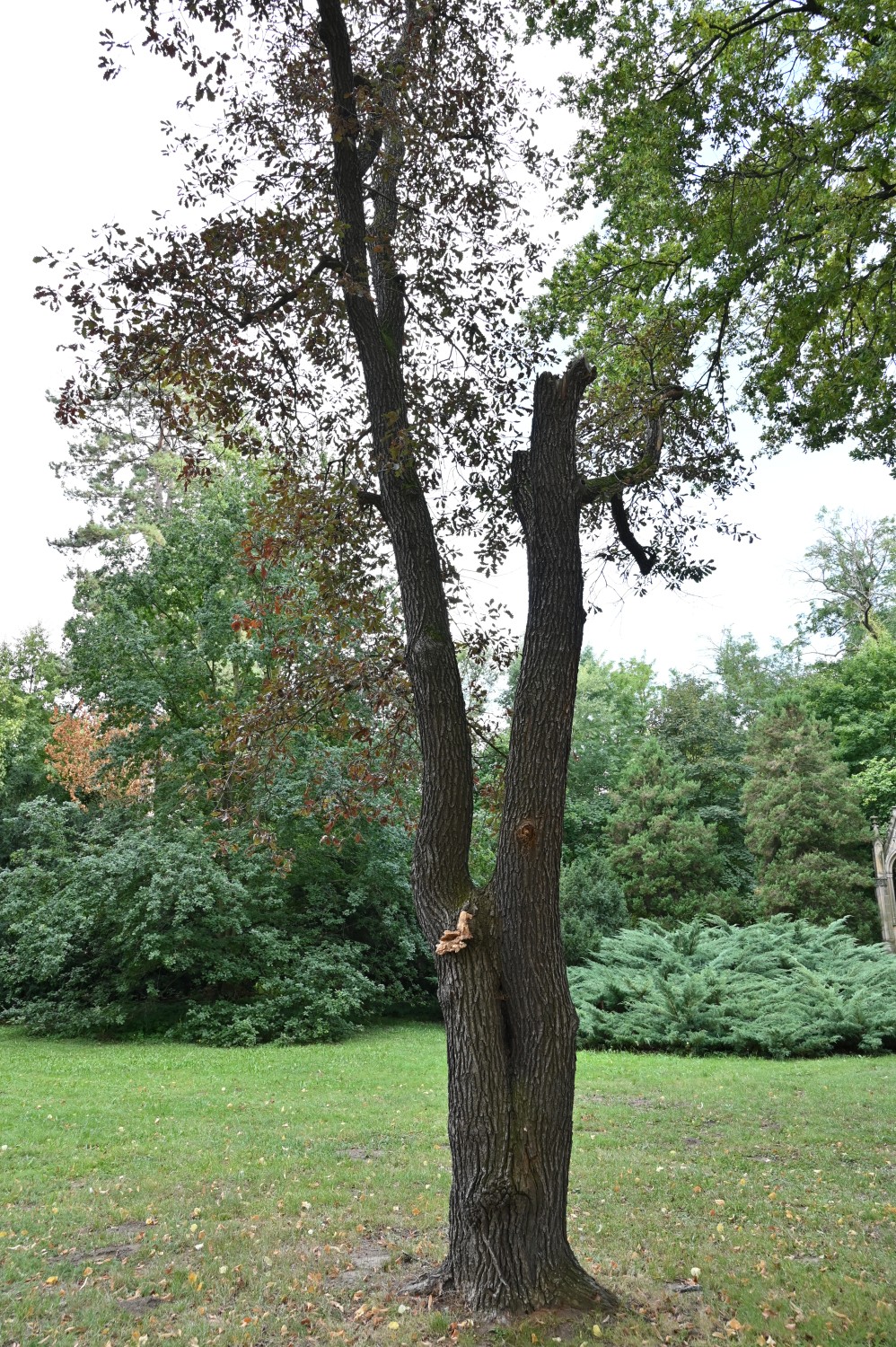Quercus petraea 'Purpurea' - Quedlinburg, Brühlpark - September 2025