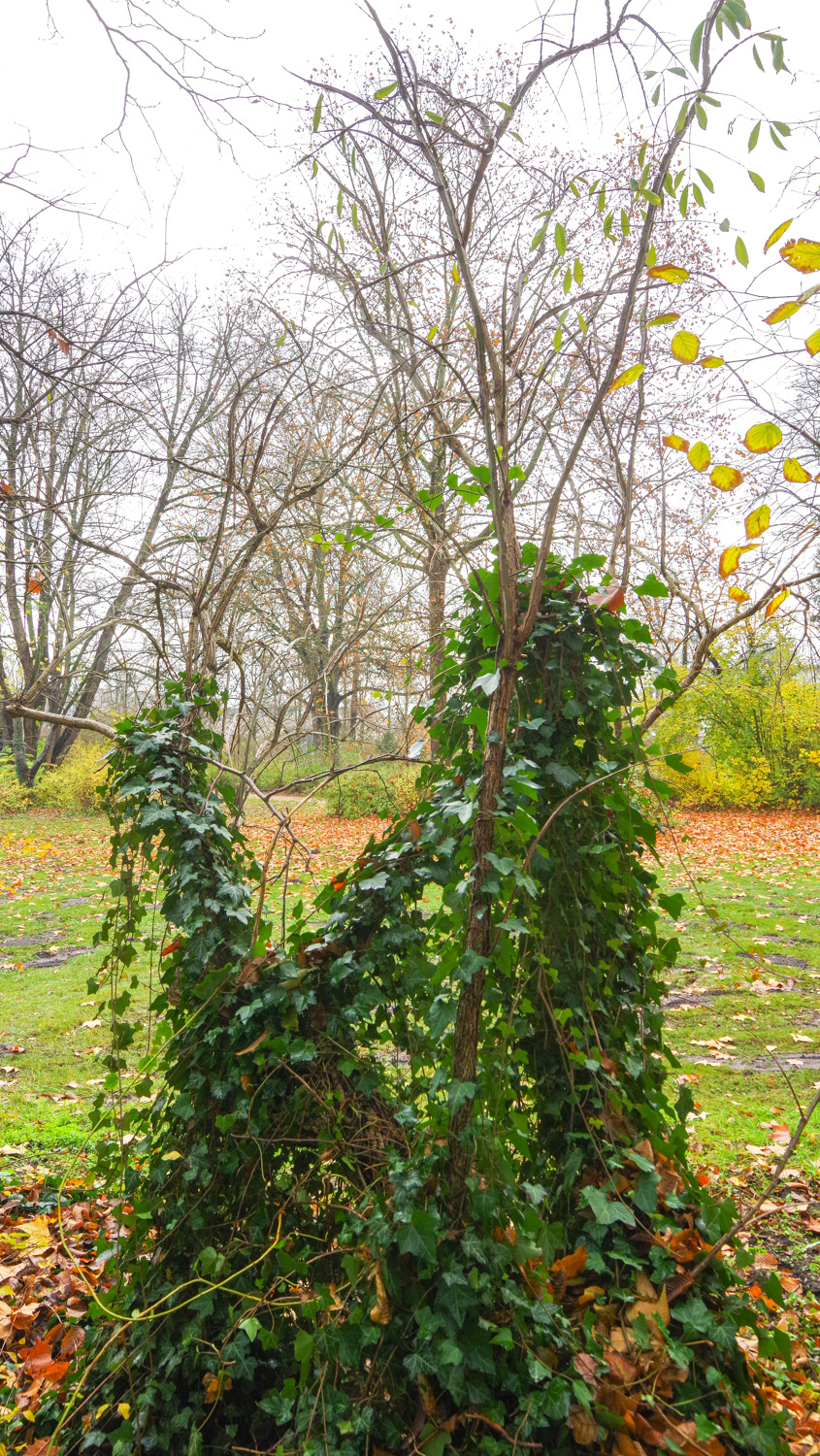 alatus Euonymus